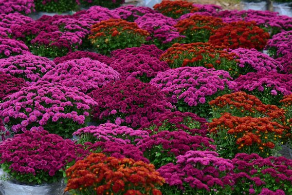 Alternatives Modernes et Créatives aux Escaliers Classiques : Découvrez des Solutions Innovantes