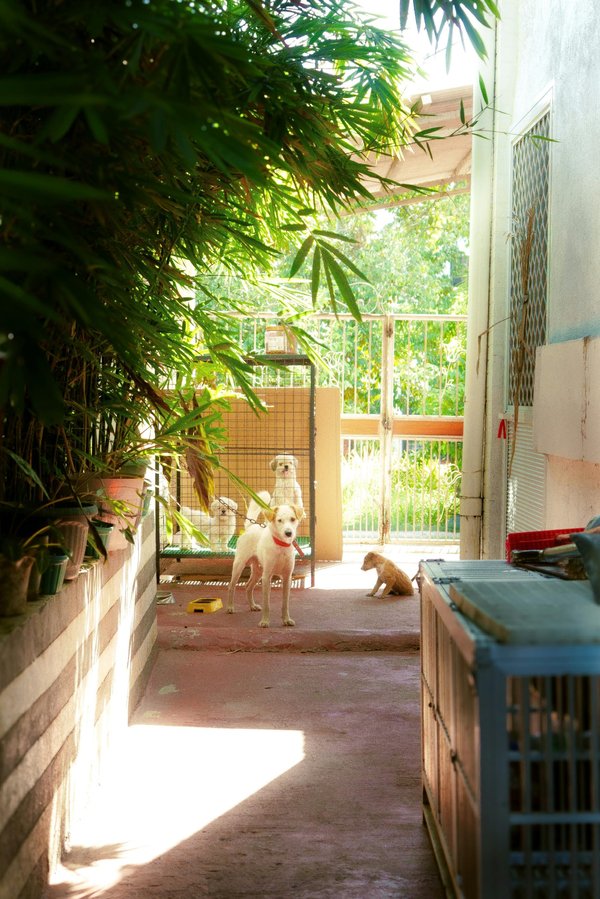 Portillons en aluminium sur mesure : style, sécurité et prix