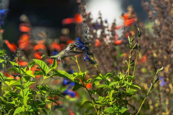 Protéger votre jardin : astuces pour un bornage efficace